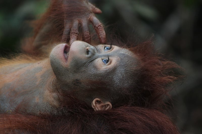 Borneo, Malaysia